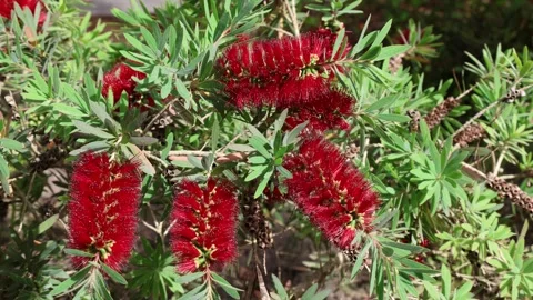Callistemon masotti mini red Stock Footage 275620103