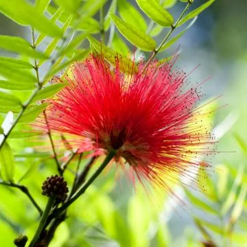 Callistemon Stock Photos