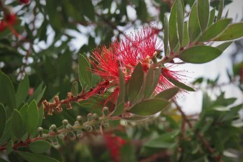 Callistemon Stock Photos