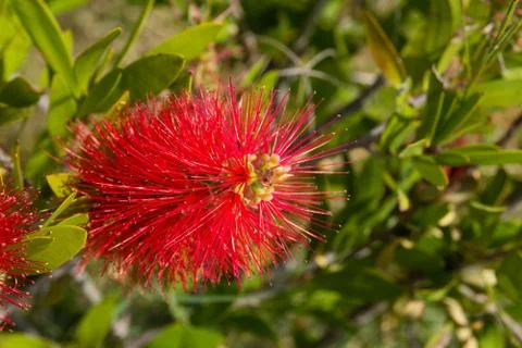 Callistemon Stock Photos