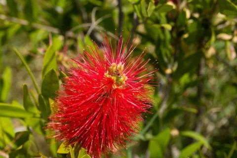 Callistemon Stock Photos