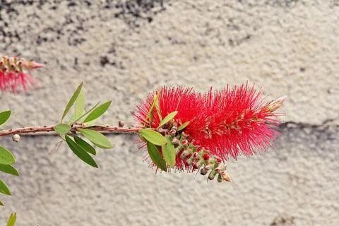 Callistemon Foto stock