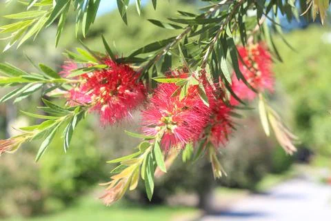 Callistemon plant in bloom Stock Photos