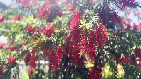 Callistemon. Red bottlebrush flower Stock Footage 277923404