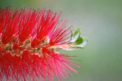 Callistemon rigidus Stock Photos