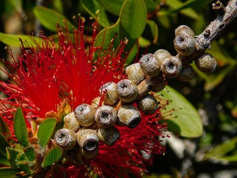 Callistemon speciosus decayed and fully grown flower Stock Photos
