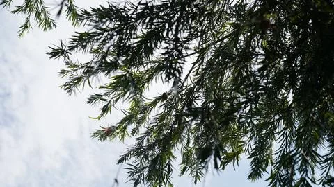 Callistemon Viminalis Tree Branches and Sky Stock Photos