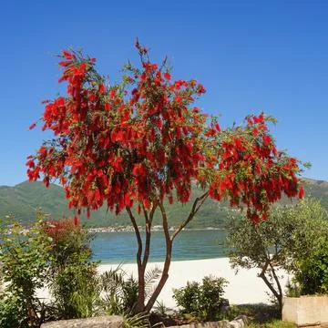 Callistemon viminalis tree with bright red flowers. Montenegro Stock Photos
