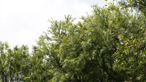Callistemon viminalis Weeping Bottlebrush Tree Nature Scene Stock Photos