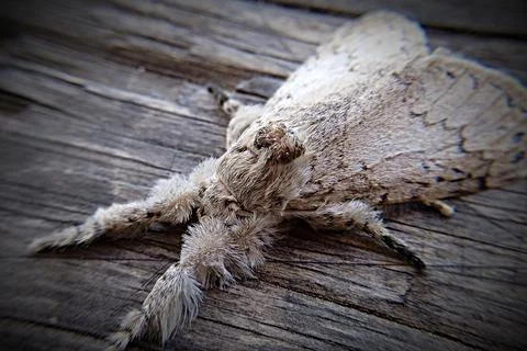 Calliteara is a butterfly type insect Stock Photos
