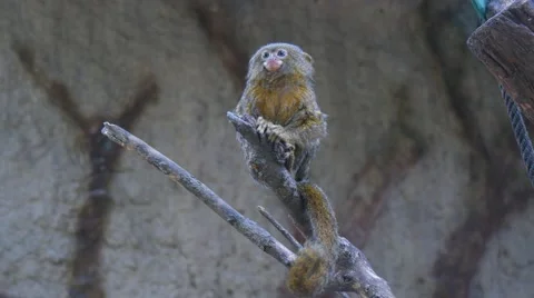 Callithrix pygmaea, Pygmy marmoset (4K) Stock Footage 63386913