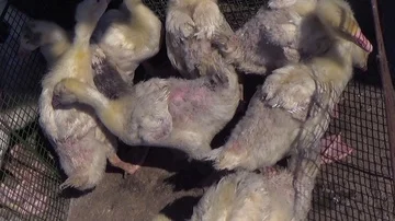 Callow goslings in a cage Stock Footage 85875572