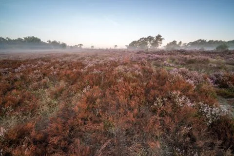 Calluna is in bloom Foto stock