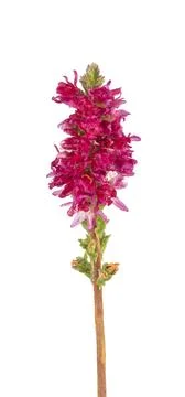 Calluna flower isolated Stock Photos
