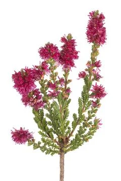 Calluna flower isolated Stock Photos