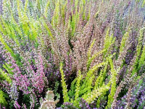 Calluna flowers Foto stock