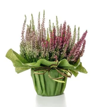 Calluna Stock Photos