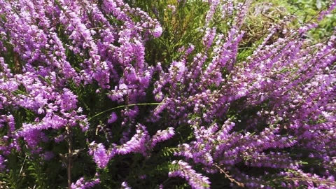 Calluna vulgaris, common heather, ling, or simply heather, is the sole specie Video stock 153333341