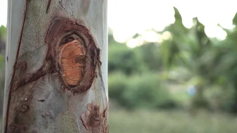 Callus of the eucalyptus tree 動画素材 244148040