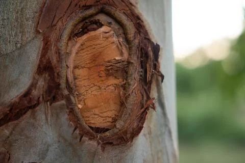 Callus of the eucalyptus tree Stock Photos