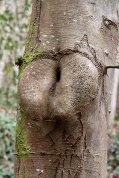 Callus of a tree Stock Photos