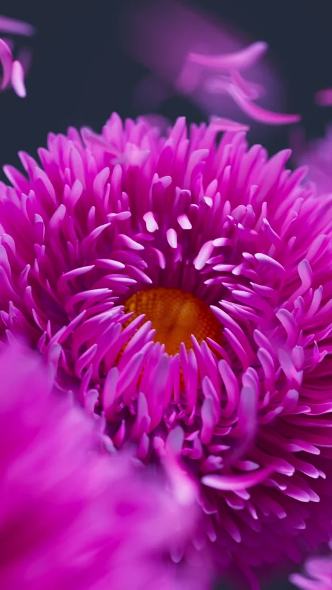 Calm 3D loop of pink asters and moving petals. Video stock 335578798