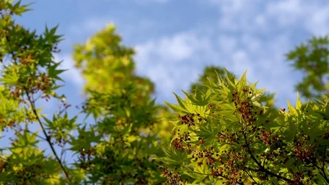 Calm Acer Palmatum with Foreground in Focus - Kyoto, Japan - 4K Stock Footage 106940983