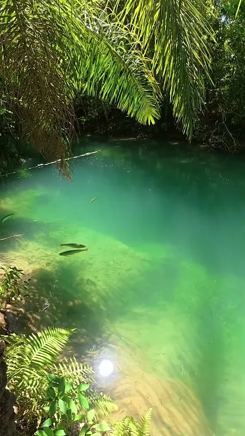 A calm and clear river in the middle of the forest Stock Footage 320325322