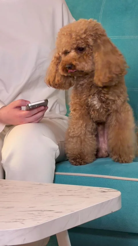 Calm and composed poodle posing in studio with fabric and wood elements, front 스톡 동영상 343771187