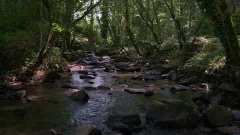 Calm and mystical stream in a forest in Arifat, France. Stock Footage 159603460