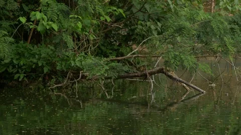 Calm and quiet atmosphere on the surface of a green tropical swamp Stock Footage 232495257