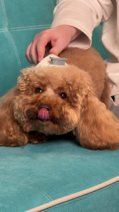 A calm and relaxed poodle being groomed on a blue carpeted floor with a Stock Footage 343772560