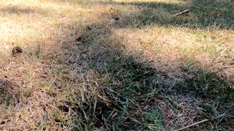 Calm and Relaxing Tree Shadow Over Grass Stock Footage 281257298