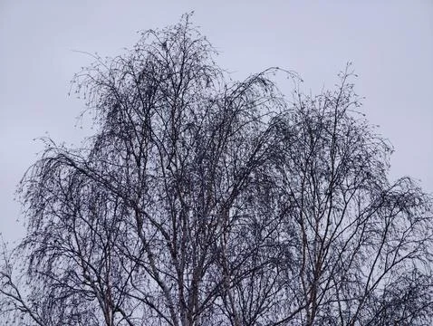 Calm and thoughtful scene of leafless boughs creating artistic silhouettes .. Stockfoto's