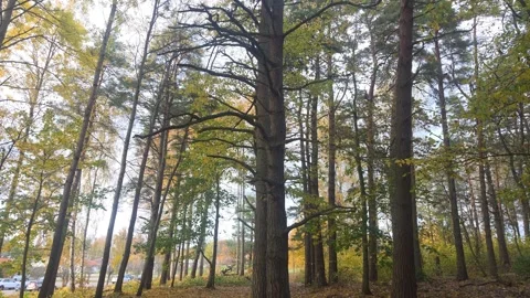Calm And Tranquil View Inside A Deep Swedish Woodland In Autumn Stock Footage 348449410