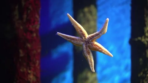 Calm aquatic environment displaying luminous plants and starfish in harmony. 스톡 동영상 342075059