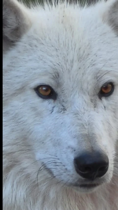 A calm Arctic wolf observing intently Stock Footage 340969093