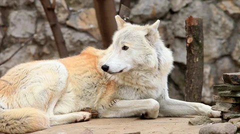 Calm Arctic wolf or polar wild dog, lying on stone wall and tree background. Stock Footage 46443615