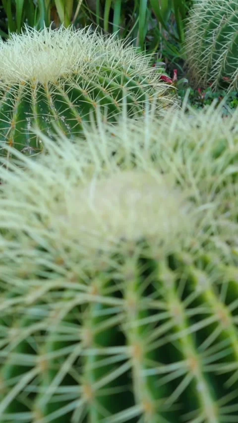 Calm Arid Landscape Showcasing Detailed Cactus Spine Arrangement With Vibrant Stock Footage 325082004