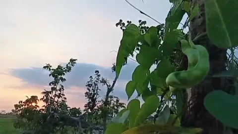 A calm atmosphere with koro plants. 스톡 동영상 337412171
