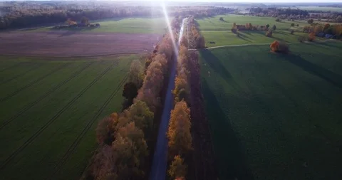 Calm Autumn Evening View Over Yellow Birch Alley  with the View on Small City Stock-Footage 98190448