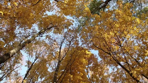 Calm autumn forest Stock Footage 104583937