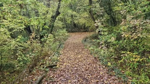 Calm autumn forest path covered with leaves in peaceful natural scenery Stock Footage 321551802