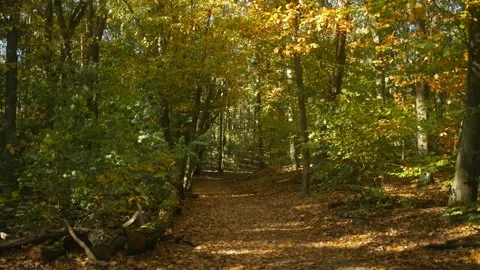 Calm Autumn Forest Path with Fallen Leaves in Tranquil Light 動画素材 289237698