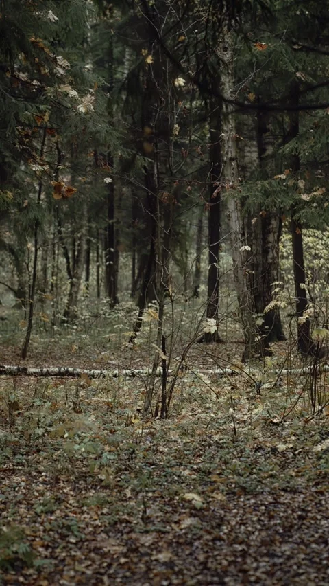 Calm autumn forest with sunlight through trees and fallen leaves on ground Vídeos de archivo 320192340
