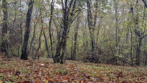 Calm autumn forest trees with soft natural light in park Stock Footage 322056099
