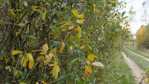 Calm autumn leafs moving on wind in forest 4 k Stock Footage 118779167