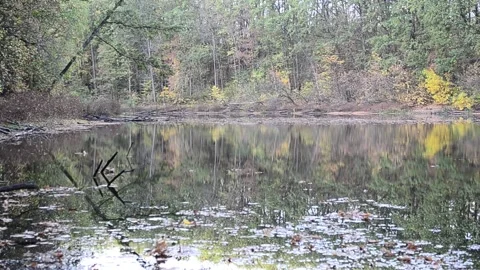 Calm autumn scene 스톡 동영상 140811533