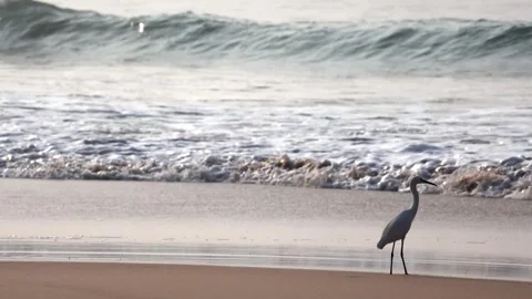Calm beach background with waves splashing the shore gently having a white .. Video stock 326227311