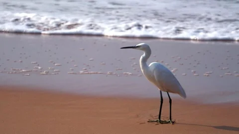 Calm beach background with waves splashing the shore gently having a white .. Video stock 326227410